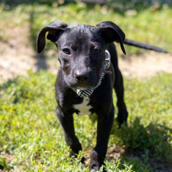 Paige -  Labrador Retriever and Mixed Breed Dog for Adoption in Wilmington, Delaware - Paige | PetCurious