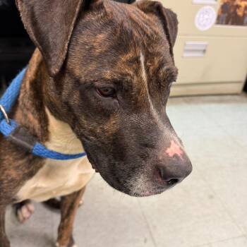 Mariah -  Pit Bull Terrier Dog for Adoption in Philadelphia, Pennsylvania - Mariah | PetCurious