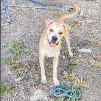 Rescue Great Dane and Boxer Dogs for Adoption in Seguin, Texas - Breaker | PetCurious