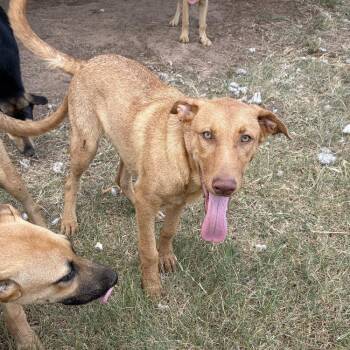 Rusty -  German Shepherd Dog and Golden Retriever Dog for Adoption - Rusty | PetCurious