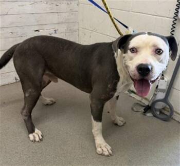 TRAPPER -  Pit Bull Terrier Dog for Adoption in San Bernardino, California - TRAPPER | PetCurious