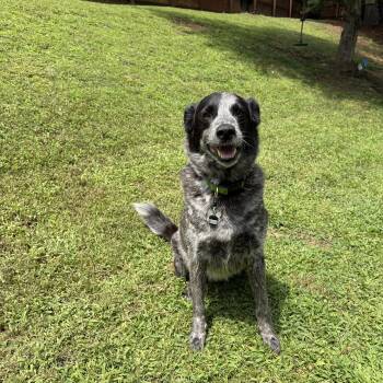 Alex -  Australian Cattle Dog Blue Heeler Dog for Adoption in Stafford, Virginia - Alex | PetCurious