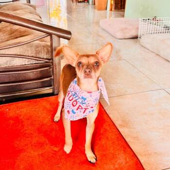 Chihuahua Dogs Available for Adoption - Alvin | PetCurious