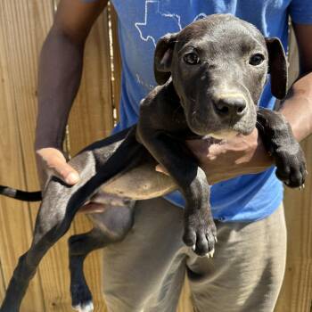 Labrador Retriever Dogs Available for Adoption - Brisket - Local April 10-12 | PetCurious