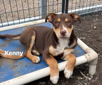 Mixed Breed Dogs Available for Adoption in Glenpool, Oklahoma - KENNY | PetCurious