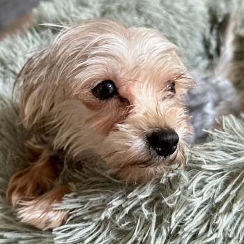 Cherry -  Yorkshire Terrier Dog for Adoption in Wake Forest, North Carolina - Cherry | PetCurious