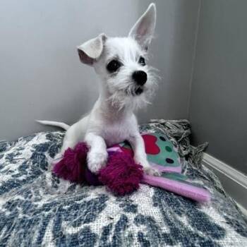 Teddy -  Terrier Dog for Adoption in Lambertville, New Jersey - Teddy | PetCurious