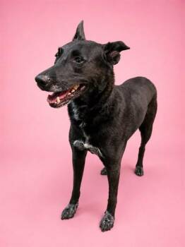 ZIZA -  Mixed Breed Dog for Adoption in Jacksonville, Florida - ZIZA | PetCurious