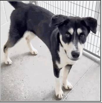 Husky Dogs Available for Adoption in Houston, Texas - Nyx : The Sweetest Husky Mix Puppy  | PetCurious