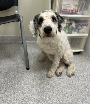 Harper -  Poodle and Bernese Mountain Dog Dog for Adoption in Lancaster, Pennsylvania - Harper | PetCurious