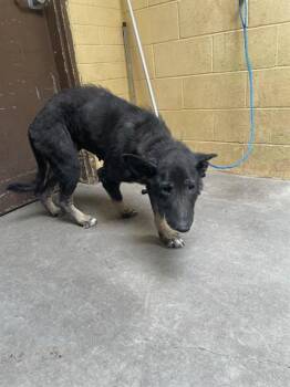 JUDY -  German Shepherd Dog Dog for Adoption in Stockton, California - JUDY | PetCurious