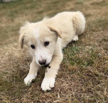 Samantha -  Border Collie and Australian Cattle Dog Blue Heeler Dog for Adoption in Bend, Oregon - Samantha | PetCurious