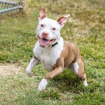 Rescue Terrier Dogs for Adoption - Chicken Wing | PetCurious