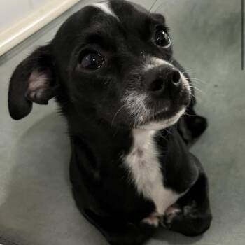 Teo -  Chihuahua Dog for Adoption in Park Row, Texas - Teo | PetCurious