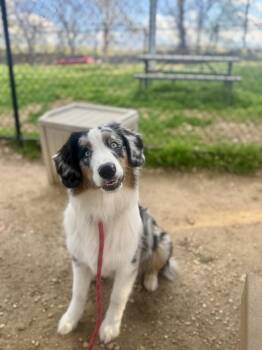 Wagyu -  Australian Shepherd Dog for Adoption in Ontario, California - Wagyu | PetCurious