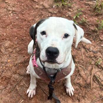 Lucy -  Pit Bull Terrier and Mixed Breed Dog for Adoption in Valley, Alabama - Lucy | PetCurious