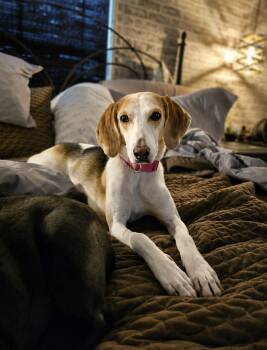 Molly -  American Foxhound Dog for Adoption in Tulsa, Oklahoma - Molly | PetCurious