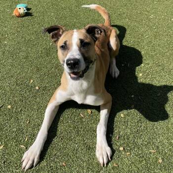 Hound and Boxer Dogs Available for Adoption in Greensboro, North Carolina - Doyle | PetCurious