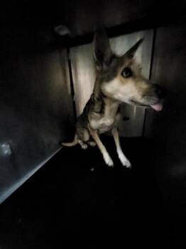 German Shepherd Dog Dogs Available for Adoption in San Antonio, Texas - OPHELIA | PetCurious