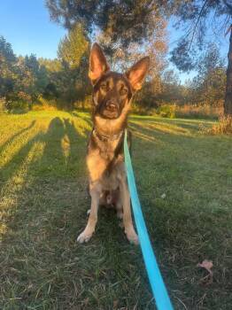 Bear -  German Shepherd Dog Dog for Adoption in Randolph, Vermont - Bear | PetCurious