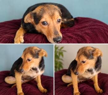 Emma -  Mixed Breed Dog for Adoption in Chula Vista, California - Emma | PetCurious