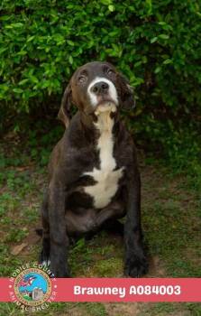 Brawney -  Plott Hound Dog for Adoption in Mobile, Alabama - Brawney | PetCurious