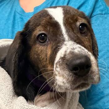 SweetTart -  Beagle and Mixed Breed Dog for Adoption in Evansville, Indiana - SweetTart | PetCurious