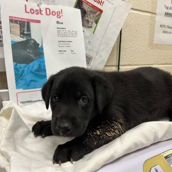 Ace (Jet) -  Mixed Breed Dog for Adoption in Memphis, Tennessee - Ace (Jet) | PetCurious