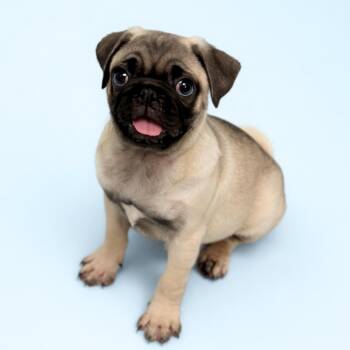 Pug Dogs Available for Adoption in Scottsdale, Arizona - Chowder | PetCurious
