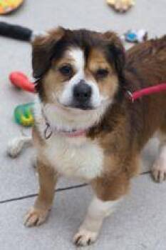 Mixed Breed Dogs Available for Adoption in Manitowoc, Wisconsin - LaLa | PetCurious