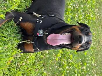 Rescue Doberman Pinscher Dogs for Adoption in Phoenixville, Pennsylvania - Draco | PetCurious