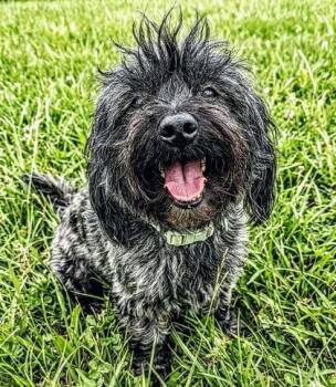 Brave -  Lhasa Apso and Mixed Breed Dog for Adoption in Morton Grove, Illinois - Brave | PetCurious
