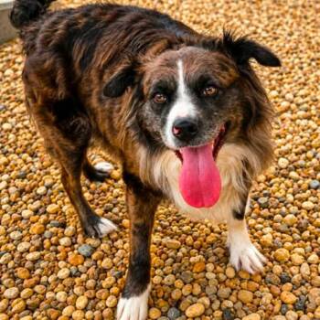 Paxie -  Australian Shepherd Dog for Adoption in Wadena, Minnesota - Paxie | PetCurious