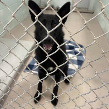 Sombra -  Shepherd Dog for Adoption in Newark, New Jersey - Sombra | PetCurious