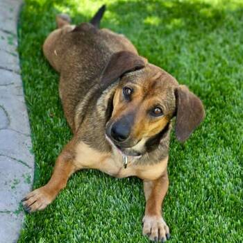 Dachshund Dogs Available for Adoption in Mead, Colorado - Hershey | PetCurious