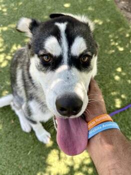 Bonzo -  Mixed Breed Dog for Adoption in Wichita, Kansas - Bonzo | PetCurious