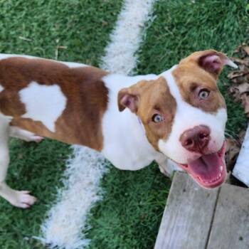 Dublin "HERE IN NH" -  Mixed Breed Dog for Adoption in Northwood, New Hampshire - Dublin "HERE IN NH" | PetCurious