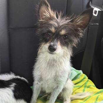 Bonk -  Terrier and Mixed Breed Dog for Adoption in Lakeland, Florida - Bonk | PetCurious