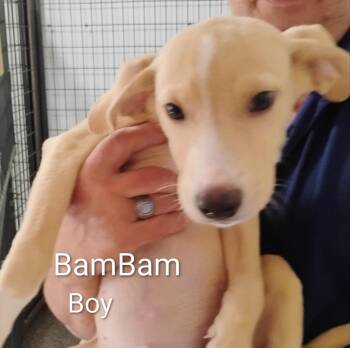 Bam Bam -  Labrador Retriever and Collie Dog for Adoption in Thompson Falls, Montana - Bam Bam | PetCurious
