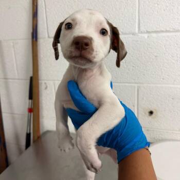 Chocolata -  Pit Bull Terrier and Mixed Breed Dog for Adoption in Edinburg, Texas - Chocolata | PetCurious