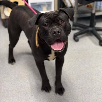 English Bulldog and Pit Bull Terrier Dogs Available for Adoption - Jax | PetCurious