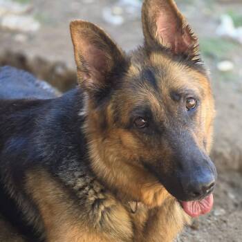German Shepherd Dog Dogs Available for Adoption in Greeneville, Tennessee - Roxie | PetCurious