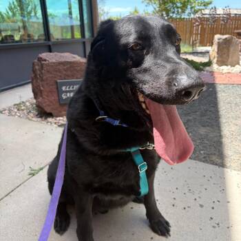 Larry The Cucumber -  Mixed Breed Dog for Adoption in Cheyenne, Wyoming - Larry The Cucumber | PetCurious