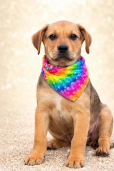 Black Mouth Cur Dogs Available for Adoption - CADE | PetCurious