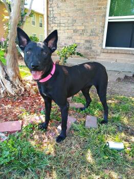 Shepherd Dogs Available for Adoption - Cassia | PetCurious
