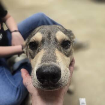 Claret -  Shepherd and Mixed Breed Dog for Adoption in West Point, Mississippi - Claret | PetCurious