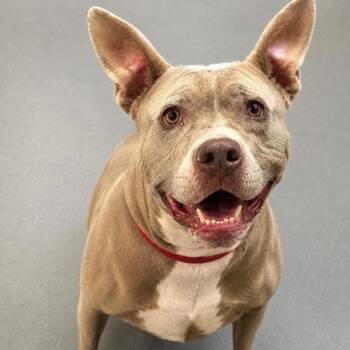 Mocca -  Pit Bull Terrier and Mixed Breed Dog for Adoption in Golden, Colorado - Mocca | PetCurious