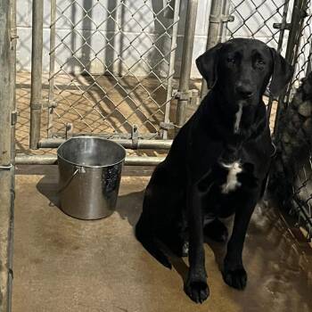 Mixed Breed Dogs Available for Adoption in Ocala, Florida - Raven | PetCurious