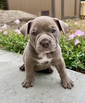 Nettle -  American Bulldog and French Bulldog Dog for Adoption in Orange, California - Nettle | PetCurious
