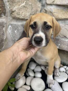 Rescue Mountain Cur Dogs for Adoption in Harlingen, Texas - Melly | PetCurious